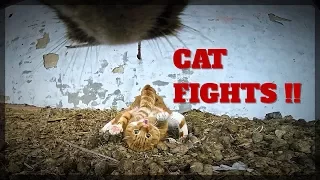 Real Cat FIGHTS with GoPro on cat