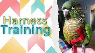 Harness Training | Training Tutorial