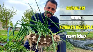 soğanı yumurta kolisine ektik ve işte muhteşem sonuç