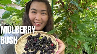 Mulberry Bush | GARDEN VLOG EP.51