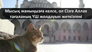 Мысық жаныңызға келсе, ол Сізге Аллах тағаланың ҮШ жолдауын жеткізгені