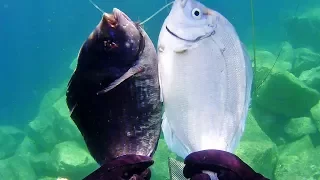 Ψάρεμα σκαθάρια με ψαροντούφεκο - Spearfishing black seabream in Greece