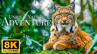 Unique Nature Adventure 8K ULTRA HD - Wonderful Animal Film With Relaxing Piano Music