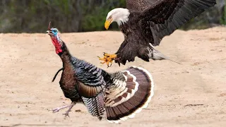 The Most Amazing Eagle Attacks Ever Caught on Camera!