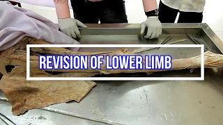 Revision of Lower Limb