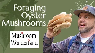 Oyster Mushrooms- Foraging and Identification