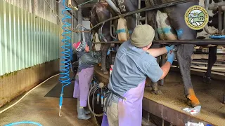 Dairy Farm Life - S1E2 - "Drying off" our cows