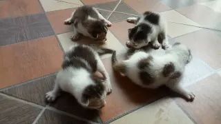 keluarga kucing yang unik