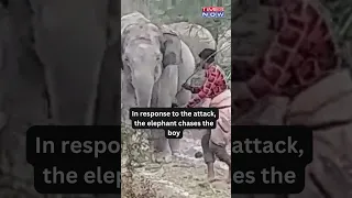 Watch! Boy Beats Elephant With A Stick, Gets Chased By The Animal | Viral Video | #shorts