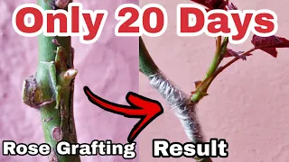 Rose Grafting, How to graft rose plant