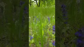 Природа Лес Красивая мелодия 🌳🌺☘🍓🎶