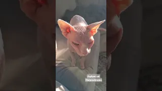 sphynx bold cat heterochromia сфинкс лысый кот гетерохромия разноглазый самый красивый кот в мире