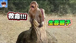 招惹錯動物的後果！猴子挑釁科莫多巨蜥，卻遭到生吞活撕！最後連尾巴也吃掉