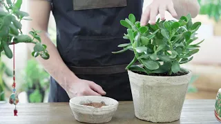 Jade Plant Care: How to Care for Jade Plants | The Spruce #IndoorPlantCare