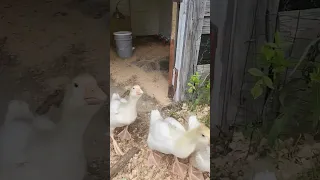 4 week old geese
