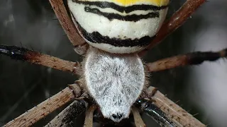 Araña tigre o araña avispa