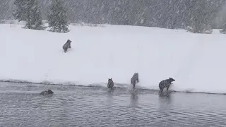 Grizzly bear 399 swimming across a river with her 4 cubs on first day out of hibernation in 2022.
