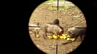 4 small pigs taken down in the afternoon with a Ruger 10/22