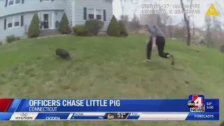 Pig gives police the slip GMU