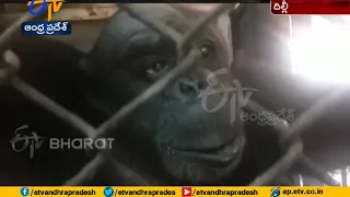 India's Oldest Chimpanzee Dies At Zoo In Delhi
