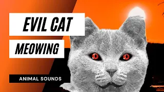 Evil Cat Meowing - evil cats meowing!