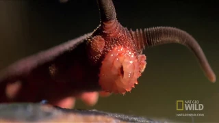 Самые опасные животные: Бархатные черви
