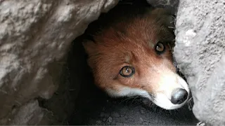 Лисья нора изнутри 👀 Foxie is Inside the Fox Den