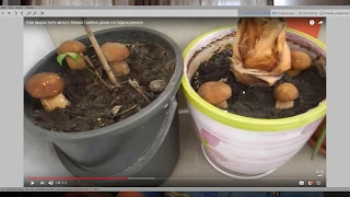 Разоблачение ролика "Как вырастить много белых грибов дома на подоконнике" блогера 6 Соток и Сергей