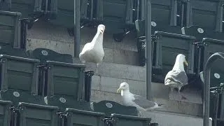 Seagulls stick around for extra innings June 5 2103