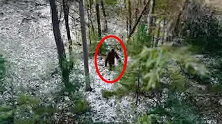 Bigfoot: Are We Looking in the Wrong Place? Unveiling New Theories