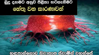 පිළිකාකාරක | #hadapangodaniwathapahimi #budubana #bududahama #bana #darmayai_obai