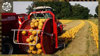 Modern Agriculture Machines You Need To See | Pumpkin Seed Harvesting