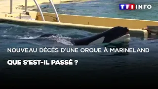 Nouveau décès d'une orque à Marineland : que s'est il passé ?