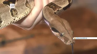 Красноярский школьник собрал дома коллекцию экзотических жаб, змей и пауков
