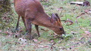 台灣山羌;像鹿長鹿角但不叫鹿牠是最小鹿科動物jhwc22080335;
