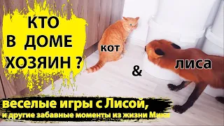 Лиса и кот, Приколы и интересные моменты из Жизнь с Лисой/ MIKI THE FOX