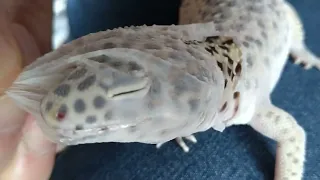 【レオパの脱皮】ソルトが脱ぎます【Leopard gecko molting】