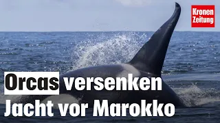 Orcas versenkten Jacht vor Küste Marokkos | krone.tv NEWS