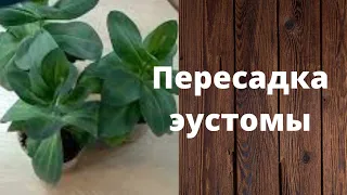 Пересадка эустомы на постоянное место