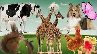 Happy Animal Moment, Familiar Animals Sounds: Squirrel, Cow, Chicken, Giraffe, Dog - Animal Paradise