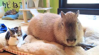 Capybara & Cat Cafe in Japan Tokyo 🐈 Capy Neko Cafe Kichijoji