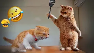 🤣😘 Try Not To Laugh Dogs And Cats 🐕🙀 Funny Animal Moments # 18