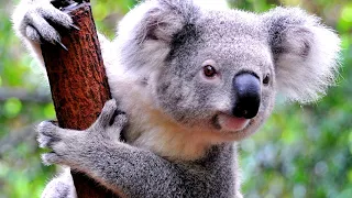 Inside Melbourne Zoo - Melbourne, Australia