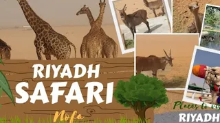Nofa wildlife |Safari Park,Riyadh