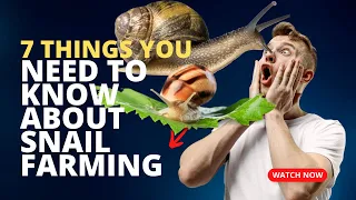 7 Things you wish you knew before starting snail farming