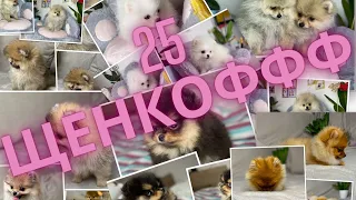 Когд дома 30 щенков шпица - ЭТУ МИЛОТУ НЕ не утаить нигде!!! СМОТРИТЕ КАКОЕ НИШНЫЕ!!!