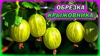 Обрежьте так крыжовник и ягоды будут завались! Как обрезать крыжовник на урожай. Обрезка крыжовника.