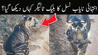 Rare Black Tiger Spotted In India