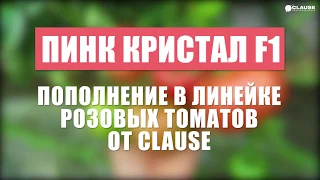 Новинка от Clause - Розовый томат Пинк Кристал F1 | Обзор из теплицы в г.Каменка-Днепровская 2017