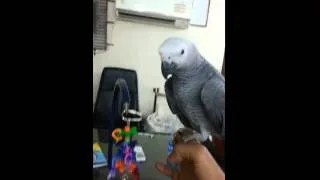 SALMAN'S EXOTIC PETS - African grey chick playing